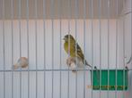 sijs groenpastel man, Dieren en Toebehoren, Vogels | Overige Vogels, Geringd