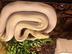 Python molure Ivory, Dieren en Toebehoren, Reptielen en Amfibieën, Met terrarium, Slang, 0 tot 2 jaar
