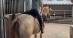 Knappe merrie van 1,40 en 4,5 jaar, Dieren en Toebehoren, Pony's, Merrie, M, Recreatiepony, Ontwormd