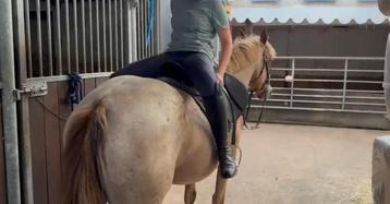 Knappe merrie van 1,40 en 4,5 jaar beschikbaar voor biedingen