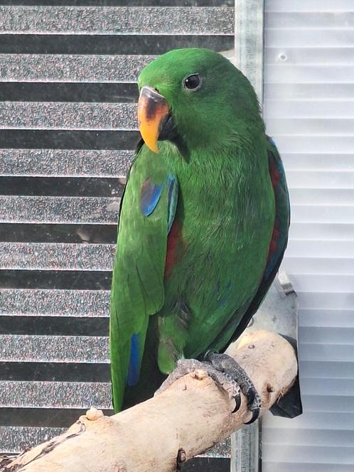 Te koop wilde edelpapegaai papegaai uit 2024, Dieren en Toebehoren, Vogels | Parkieten en Papegaaien, Papegaai, Mannelijk, Geringd