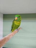 Kweekkoppel Weber loris, Dieren en Toebehoren, Vogels | Parkieten en Papegaaien, Geringd