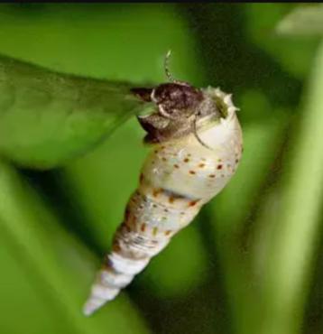 Recherche Melanoides tuberculata beschikbaar voor biedingen