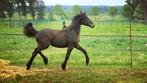 Jaarling, Dieren en Toebehoren, Paarden, Minder dan 160 cm, Gechipt, 0 tot 2 jaar, Hengst