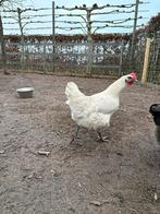 Volwassen poules de bresse hennen, Dieren en Toebehoren