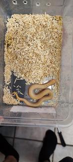 Haakneusslang albino superconda, Dieren en Toebehoren