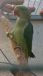 Split blauw en split lutino grote alexanders, Dieren en Toebehoren, Vogels | Parkieten en Papegaaien, Meerdere dieren, Parkiet