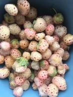 Ananasaardbeiplanten, Ophalen, Zomer