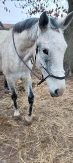 Merrie 8jaar (projectje), Animaux & Accessoires, Chevaux, Vermifugé, Débourré, 170 à 175 cm, Cheval de récréation