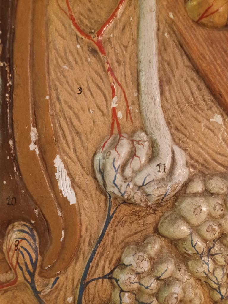 Anatomisch model van de huid, Antiek en Kunst, Ophalen