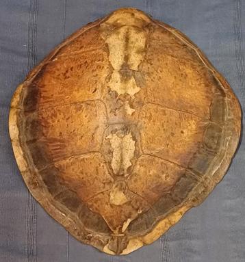 Ancienne grande carapace de tortue de mer disponible aux enchères