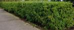 Laagblijvende bamboe, Jardin & Terrasse, Plantes | Arbustes & Haies, Enlèvement ou Envoi, Bambou