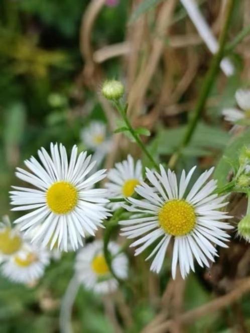 Zomerfijnstraal ( hoge soort ) laatste, Tuin en Terras, Planten | Tuinplanten, Eenjarig, Overige soorten, Volle zon, Zomer, Ophalen