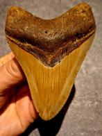 zeer mooie	MEGALODON TAND USA	85	gr	9.6x6.9x1.4	cm, Ophalen of Verzenden, Fossiel