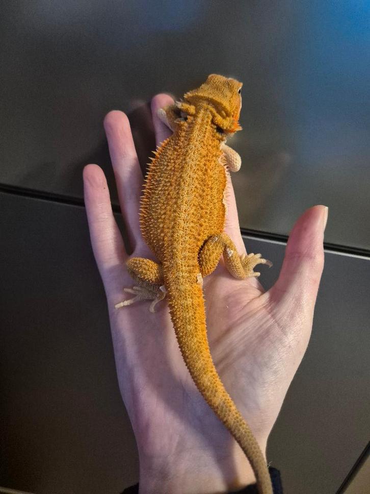 Dragon barbu orange hypo, Animaux & Accessoires, Reptiles & Amphibiens, Lézard, 0 à 2 ans, Domestique