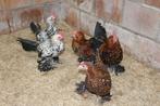 sabelpootkrielen, Dieren en Toebehoren, Pluimvee, Meerdere dieren, Kip