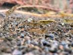 wildkleur garnalen 50 stuk 5 euro, Dieren en Toebehoren, Vissen | Aquariumvissen, Kreeft, Krab of Garnaal, Zoetwatervis, Schoolvis