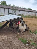 3 hanen, Dieren en Toebehoren, Pluimvee
