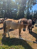 Mini shetland merrie veulen, Dieren en Toebehoren, Merrie, Met stamboom, 0 tot 2 jaar