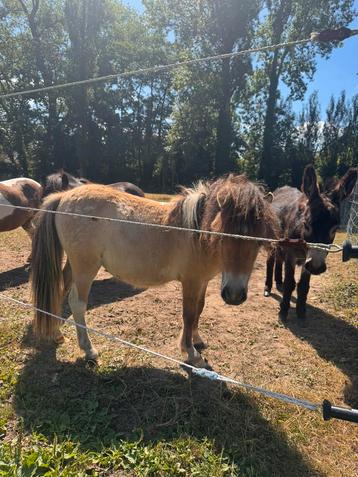 Mini shetland merrie veulen beschikbaar voor biedingen