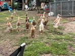 Loopeendjes te koop jongen van begin juni, Dieren en Toebehoren