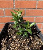 9 stuks Mirte Plantjes / Mirto Bessen, Ophalen of Verzenden, Lente, Vaste plant, Halfschaduw