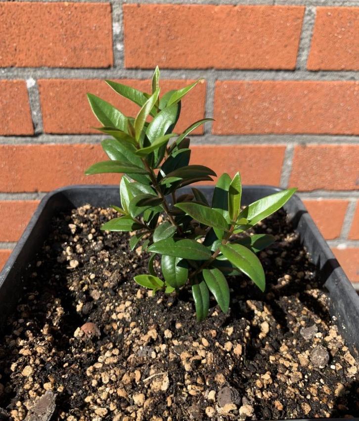 9 stuks Mirte Plantjes / Mirto Bessen, Tuin en Terras, Planten | Tuinplanten, Vaste plant, Halfschaduw, Lente, Ophalen of Verzenden