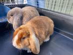 dwergkonijntjes koppeltje broer en zus, Dieren en Toebehoren, Konijnen, Meerdere dieren, Dwerg, Hangoor, 0 tot 2 jaar