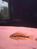 Hypsophrys nicaraguensis, Dieren en Toebehoren, Vis, Zoetwatervis