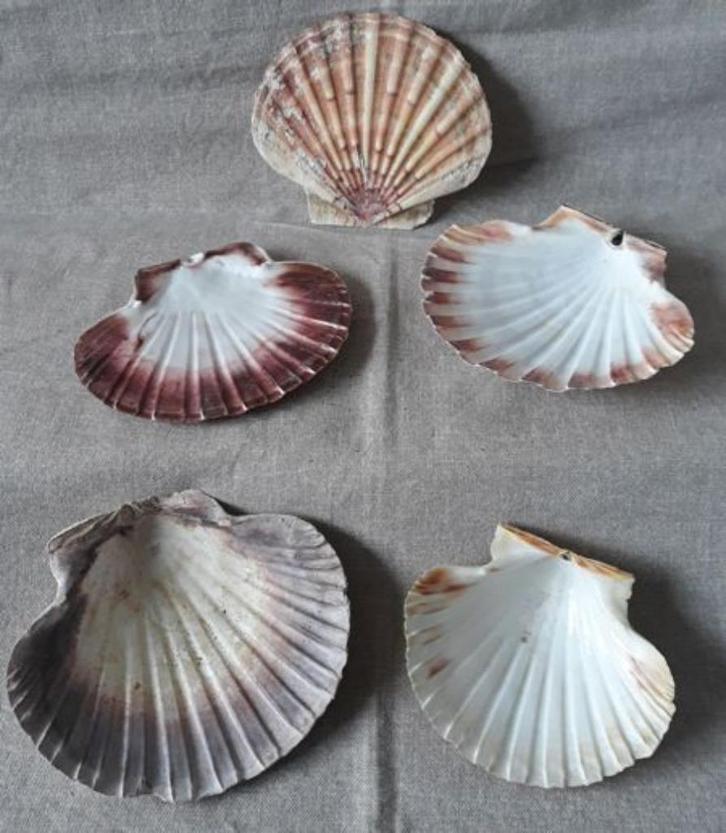 Sint-Jacobsschelpen, Verzamelen, Mineralen en Fossielen, Ophalen
