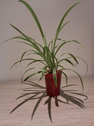 Chlorophytum comosum beschikbaar voor biedingen