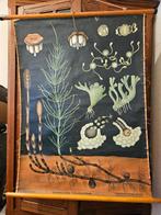 Schoolplaat "Paardenstaart", Ophalen of Verzenden, Natuur en Biologie