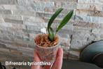 Orchidée rare Bifrenaria tyrianthina * espèce botanique, Enlèvement ou Envoi