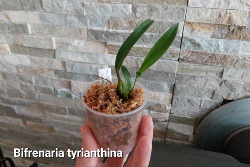 Orchidée rare Bifrenaria tyrianthina * espèce botanique, Maison & Meubles, Plantes d'intérieur, Enlèvement ou Envoi