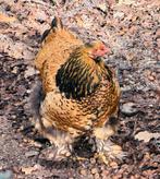 Koppel Brahma goud zwart gezoomd groothoender, Dieren en Toebehoren, April, Meerdere dieren