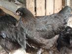 kippen : Marans, Dieren en Toebehoren, Pluimvee, Vrouwelijk, Kip