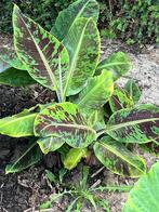 Banaan: Musa dwarf cavendish, Ophalen