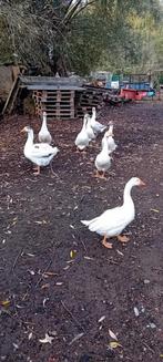 3 jonge  volwassen ganzen van 2025, Dieren en Toebehoren, Pluimvee