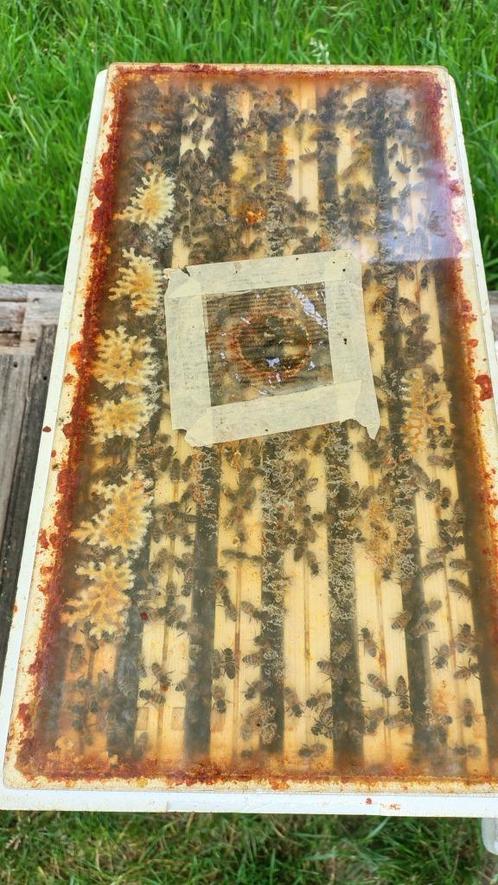 Bijenvolken Dadant, Dieren en Toebehoren, Insecten en Spinnen, Bijen