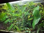 Paludarium, Dieren en Toebehoren, Ophalen