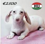 Crème Teckel teefje – Klein knuffelwonder te koop, Dieren en Toebehoren, 15 weken tot 1 jaar, Handelaar, Teef, Dwerg