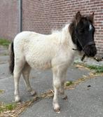 Shetlander ponys, Dieren en Toebehoren, Pony's, Ontwormd
