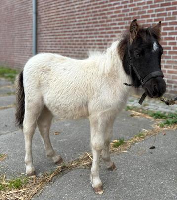 Shetlander ponys  beschikbaar voor biedingen