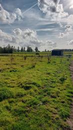 Weide met stal te huur, Dieren en Toebehoren, Stalling en Weidegang