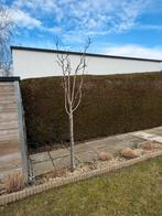 Perenboom, Jardin & Terrasse, Sèche-linge & Lave-linge, Enlèvement, Comme neuf