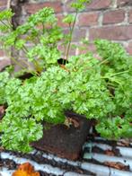 Peterselie struik groot, Tuin en Terras, Planten | Tuinplanten, Ophalen