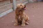 Prachtige Cockapoo pups, Dieren en Toebehoren, België, Overige rassen, CDV (hondenziekte), 8 tot 15 weken