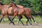 HENGSTVEULEN 2025, Dieren en Toebehoren, Paarden, Hengst, Springpaard, Met stamboom, 0 tot 2 jaar