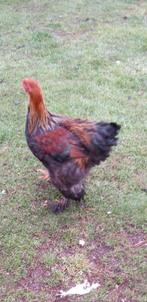 Brahma, Dieren en Toebehoren, Mannelijk