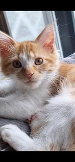Mainecoons, Dieren en Toebehoren, Katten en Kittens | Raskatten | Langhaar, Meerdere dieren, Gechipt, 0 tot 2 jaar